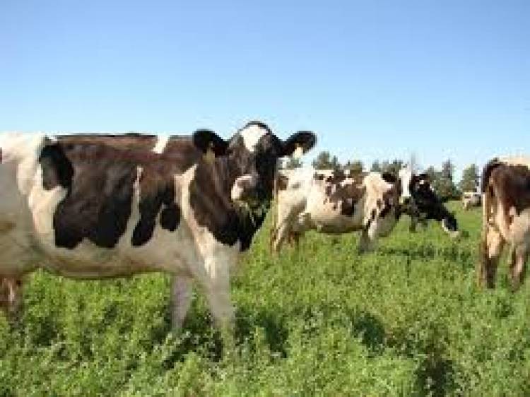 Desarrollan vacuna para prevenir infecciones mamarias en vacas lecheras