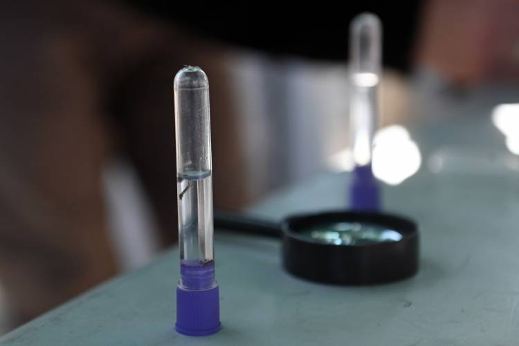 Dengue: “El descacharrado en los hogares es la clave para la prevención