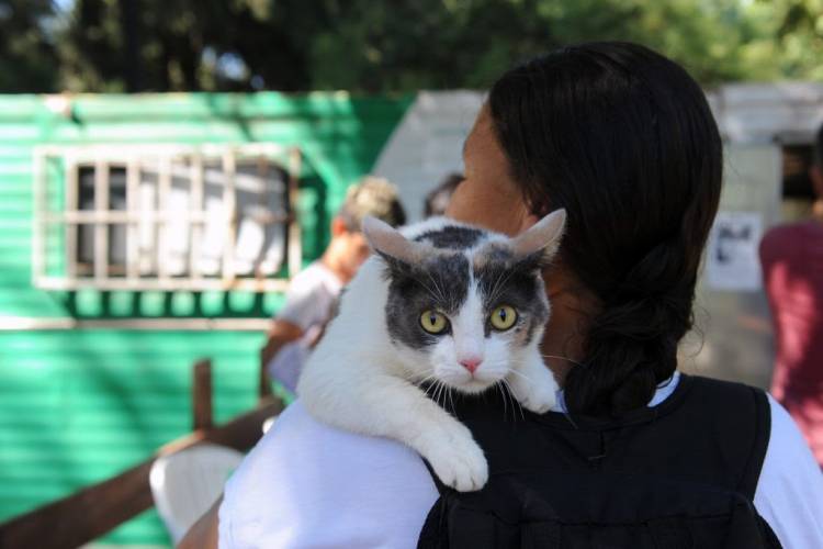 El IMUSA realizará castraciones masivas en Abasto