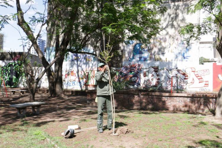 Un árbol en tu vereda con una sola llamada: cómo solicitar la forestación urbana en tu barrio