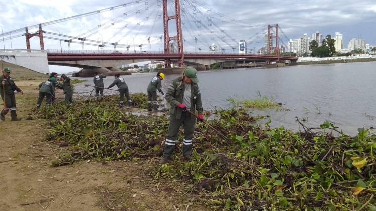 La Municipalidad limpió de camalotes la playa de la Costanera Este