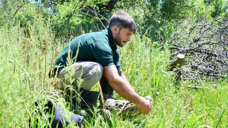 Ambiente: se concretó en Santa Fe la reinserción de Ricardito, el yacaré que pasó más de 10 años en el Instituto Malbrán