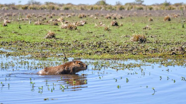 Biodiversidad: Provincia concretó más de 500 liberaciones de fauna silvestre en 2025