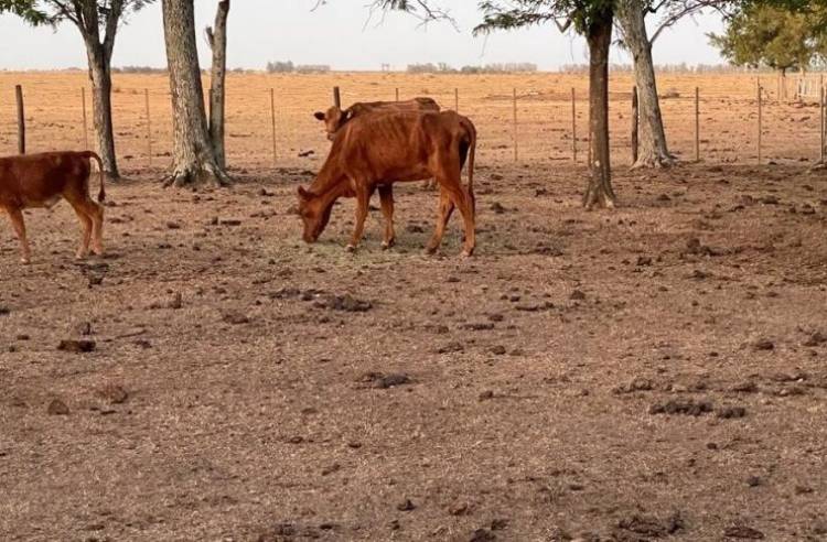 Emergencia agropecuaria en Santa Fe: la Comisión Nacional avaló la prórroga solicitada por Provincia