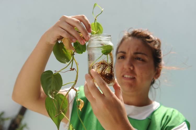 Dengue: se confirmó la presencia del vector en 32 barrios de la ciudad de Santa Fe