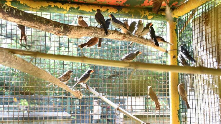 Ambiente: Provincia recibió más de 500 animales silvestres decomisados