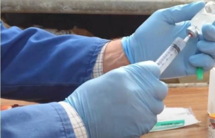 Está rehabilitado el uso de vacunas de virus vivo atenuado
