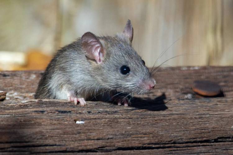 La Municipalidad brinda recomendaciones para prevenir el contagio de leptospirosis