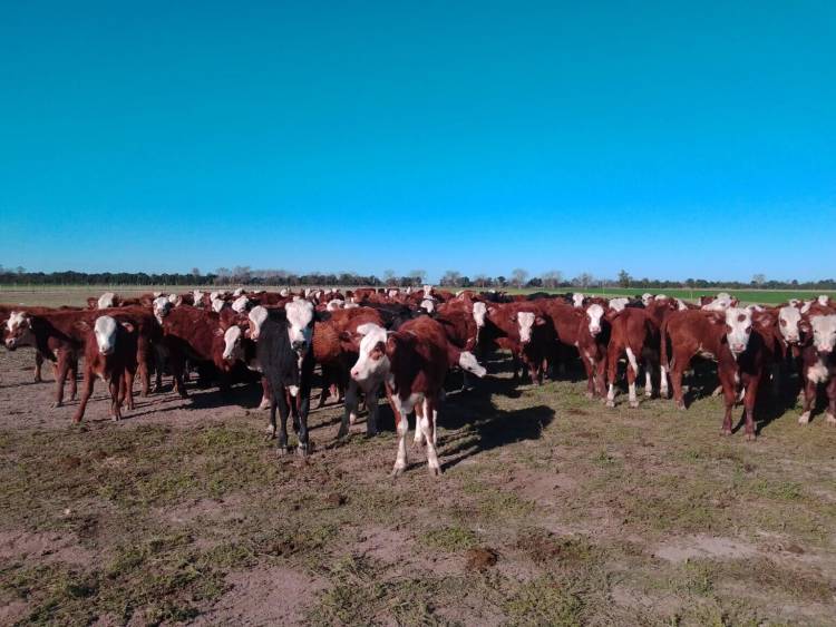 Dos décadas de una triste historia que sigue afectando a la carne