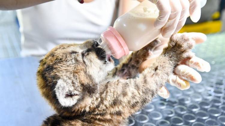 Santa Fe refuerza las sanciones por caza ilegal y delitos contra la fauna