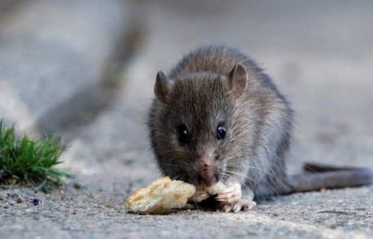 Salud al Día: información y recomendaciones para prevenir leptospirosis y hantavirus