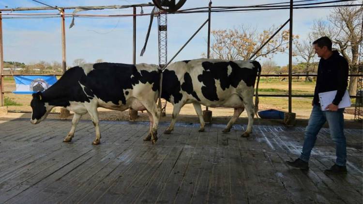 Con la 9° Competencia de Vacas a Campo comenzó la agenda de la 119° ExpoRural