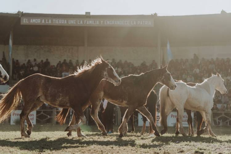 Desde marzo de 2027 será obligatoria la identificación con microchips de los caballos