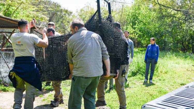 Rescatan a un aguará guazú en Rosario y activan el protocolo de protección de especies amenazadas
