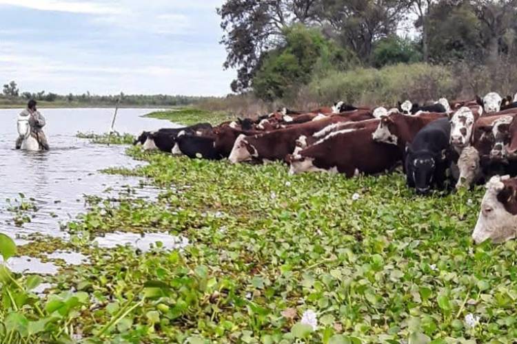 Fenómeno de El Niño: con la asistencia de la Provincia, ya se evacuó más del 70 ? la hacienda en islas