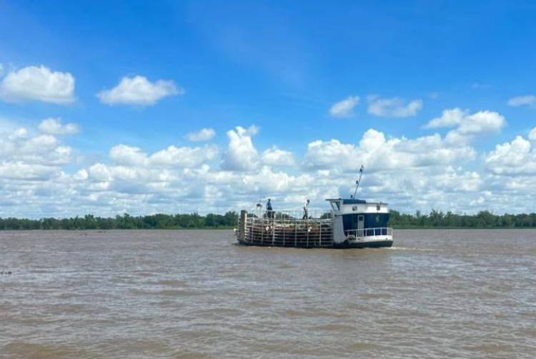 Fenómeno de El Niño: con la asistencia de la Provincia, ya se evacuó más del 70 ? la hacienda en islas